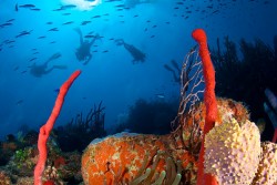 Roatan Aggressor Liveaboard - Honduras.